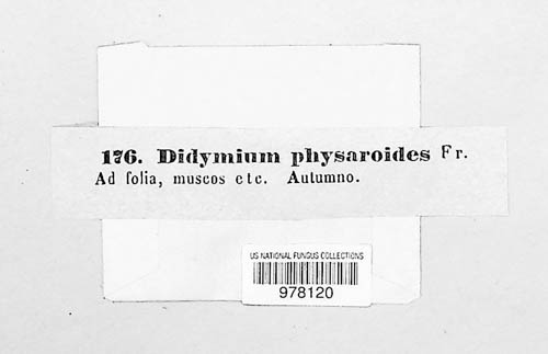 Didymium physaroides image